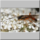 Phobetes atomator - Schlupfwespe m01a -8-9mm - OS-Hasbergen Lehmwiese det06.jpg